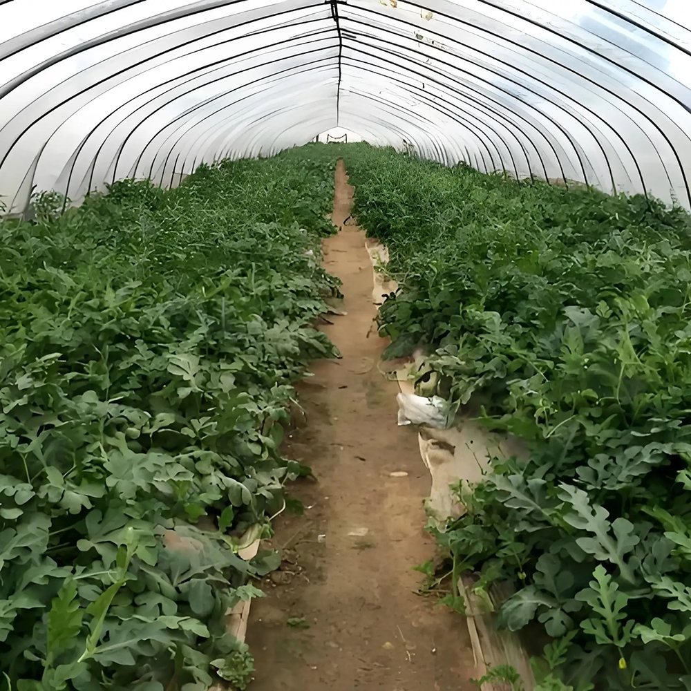 Greenhouse Film