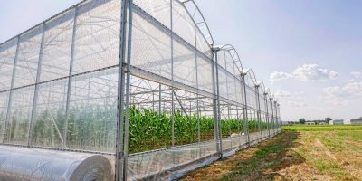 01-greenhouse-film