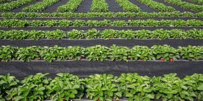05-weed-control-fabric